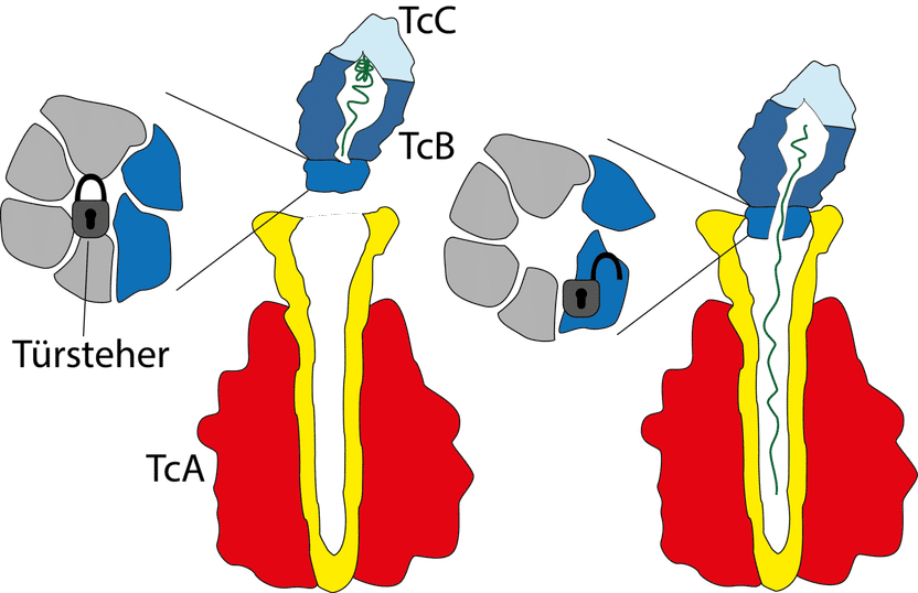 © MPI f. molekulare Physiologie