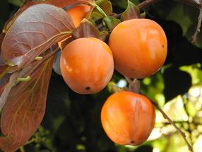 China's largest producer of persimmons: harvest is running at full speed