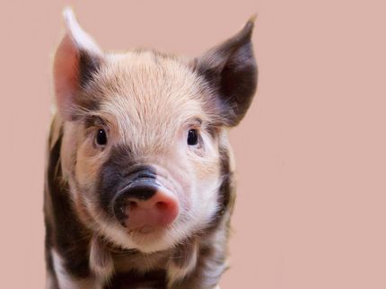 Bauern sollen Ferkel-Betäubungsmittel anwenden dürfen