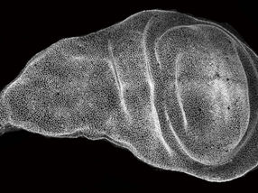 Zeitraffer-Mikroskopie zeigt wie Gewebe ihre Gestalt annehmen