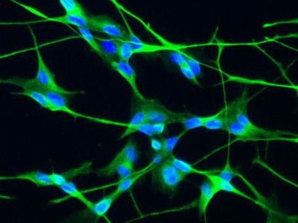 Testosteron aktiviert Risiko-Gene für Autismus