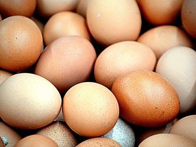 Geschlechtserkennung im Ei: Geflügelwirtschaft irritiert über plötzlichen Vorstoß