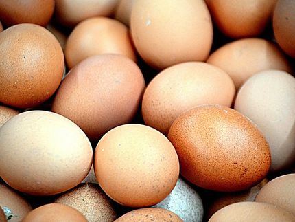 Geschlechtserkennung im Ei: Geflügelwirtschaft irritiert über plötzlichen Vorstoß