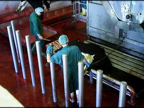 Strafanzeige gegen Rinderschlachthof