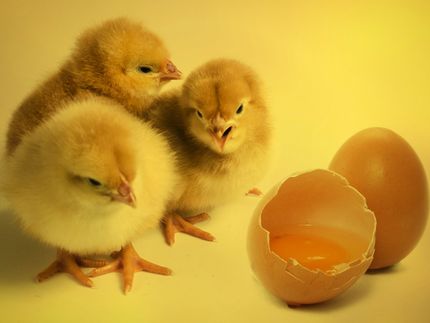 Eier aus neuer Methode gegen Kükentöten kommen in Handel