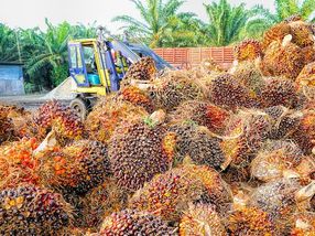 Stärkere Zusammenarbeit bei der Bekämpfung von Zwangsarbeit in der Palmölindustrie notwendig