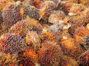 Palm oil: Substitutes may make matters worse