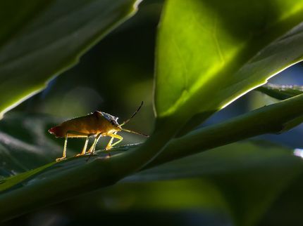 Insect Antibiotic Provides New Way to Eliminate Bacteria