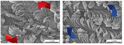 Neue Materialien: Wie Polymerpelze selbstorganisiert wachsen