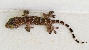 Why geckos can stick to walls