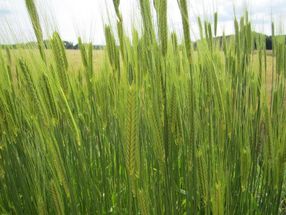 Warum Einkorn besser für Menschen mit Weizenunverträglichkeit sein könnte