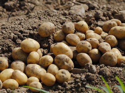Kartoffeln: fleckig und teuer