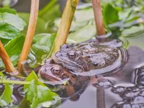 Frogs breed young to beat virus
