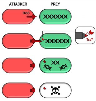 A toxic bullet involved in bacterial competition