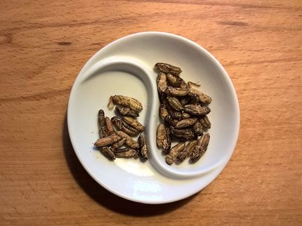 Study shows how to make insect food palatable to humans