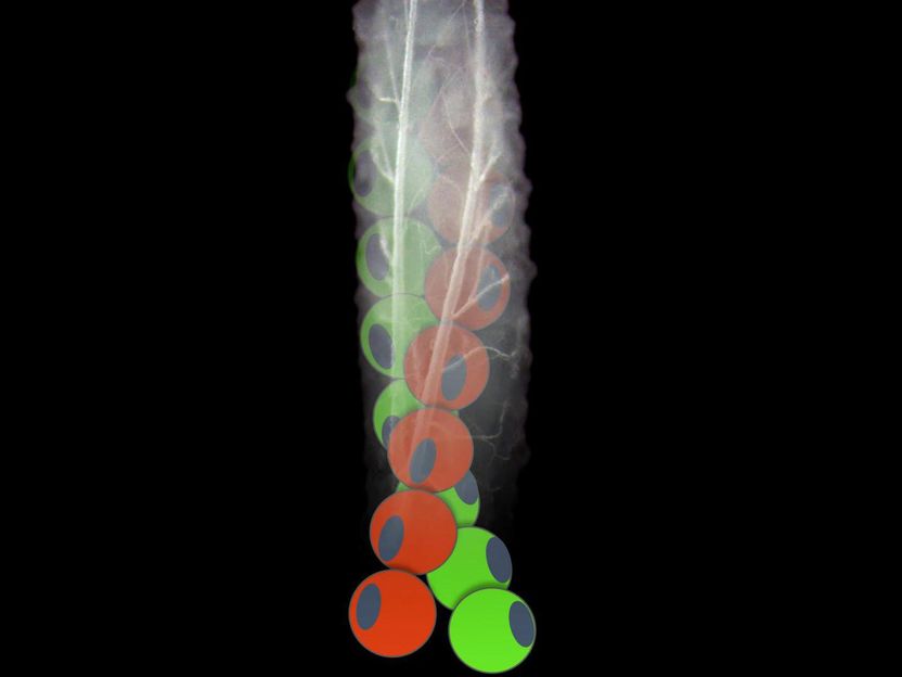 Photo of larva: Gaëlle Lebreton; photo editing by Stéphane Noselli / iBV / CNRS