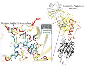 Wie Licht Proteine umwandeln kann