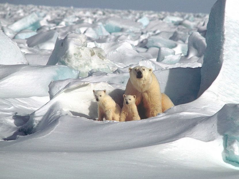 The Secret Contamination of Polar Bears - Hundreds of unrecognized halogenated contaminants discovered in polar bear serum