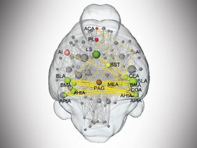 „Gehirn-Hot-Spot“ für Medikamente gegen Angst entdeckt