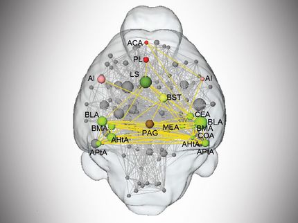 „Gehirn-Hot-Spot“ für Medikamente gegen Angst entdeckt