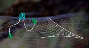 Molekulare Einblicke in Spinnenseide