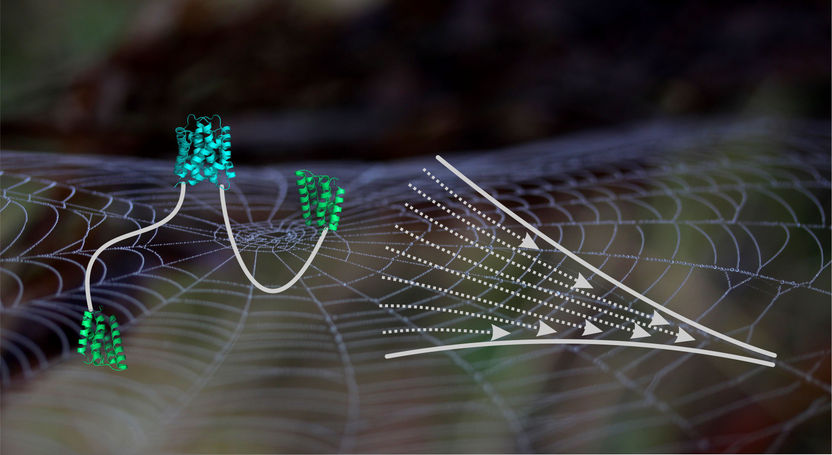 Molecular insights into spider silk