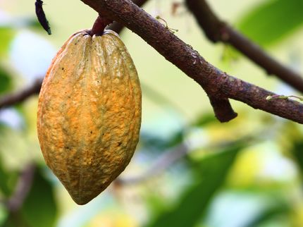 Barry-Callebaut CEO sees great potential for chocolate consumption in Asia