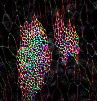 Identificado un complejo génico esencial para la alineación correcta de los organismos