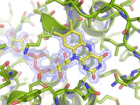 Descifrado el mecanismo de acción de una proteína presente en bacterias patógenas “muy peligrosas”