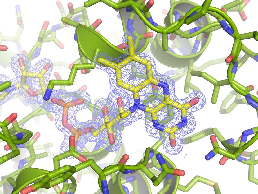 Descifrado el mecanismo de acción de una proteína presente en bacterias patógenas “muy peligrosas” - Es la primera evidencia de que algunas bacterias que crecen en ausencia de oxígeno utilizan metabolismos hasta ahora exclusivos de los organismos fotosintéticos