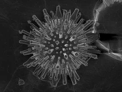 La temperatura permite controlar el crecimiento de los biomorfos