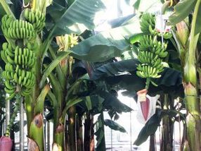 Nachhaltige Bananen in Gewächshäusern: Erste geerntete "niederländische Bananen"