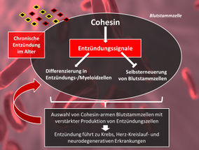 Cohesin treibt Alterung von Blutstammzellen voran