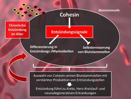 Cohesin down-regulation drives hematopoietic stem cell aging