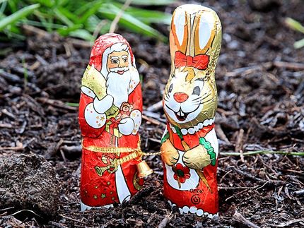 Süßer die Hasen nie schmecken: Schokofabrik produziert für Ostern