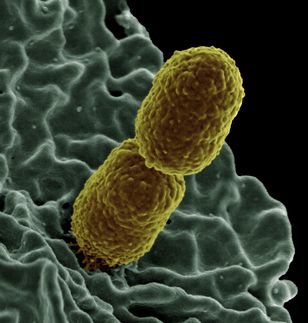 How bacteria turn off an antibiotic