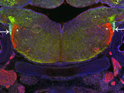 Neurons migrate in the nascent brain as if on rails