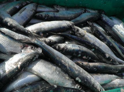 Überfischung in Nordsee und Atlantik geht 2019 weiter