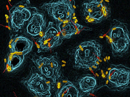 Bacteria rely on classic business model