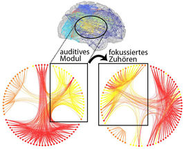 Wie Hirnregionen einander zuhören