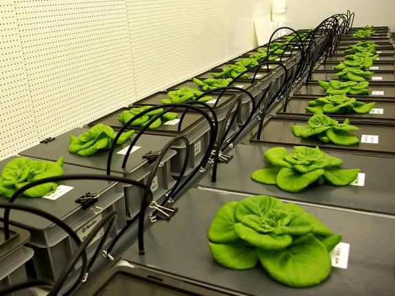 Eating your veggies, even in space - Researchers are developing the self-contained planters that will allow astronauts to grow food in space