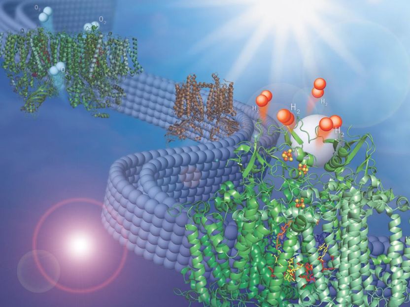 Adapting natural membrane to make hydrogen fuel from water