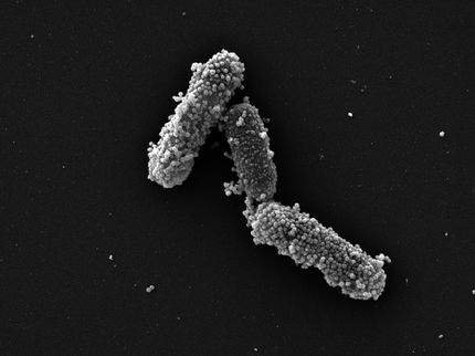 Elektronenmikroskopische Aufnahme von Darmbakterien mit angelagerten Nanopartikeln