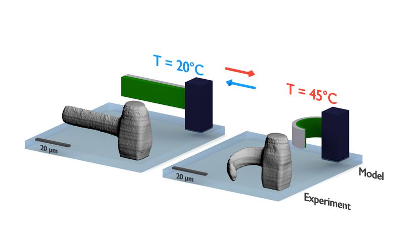 Bewegliche Mikrostrukturen aus dem 3D-Drucker - Ideal für Anwendungen in Biologie und Biomedizin