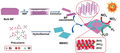 Semiconductors Combine Forces in Photocatalysis