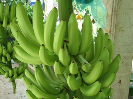 Price war for bananas