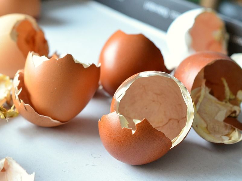 Why are eggs different colors? - AgriLife Today