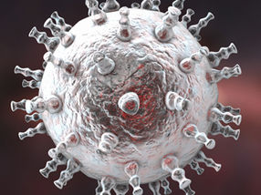 Herpesvirus liefert neue Einblicke in die Funktionsweise des Immunsystems