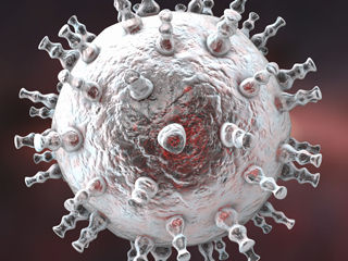 Herpesvirus liefert neue Einblicke in die Funktionsweise des Immunsystems