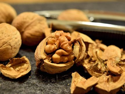 Storage proteins of the walnut cause serious food allergies in children